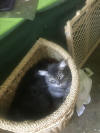 Catsmall