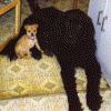 BorsPranser.gif (113908 bytes)