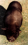 Gorby the Pot Belly Pig