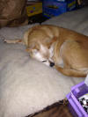 Prancer